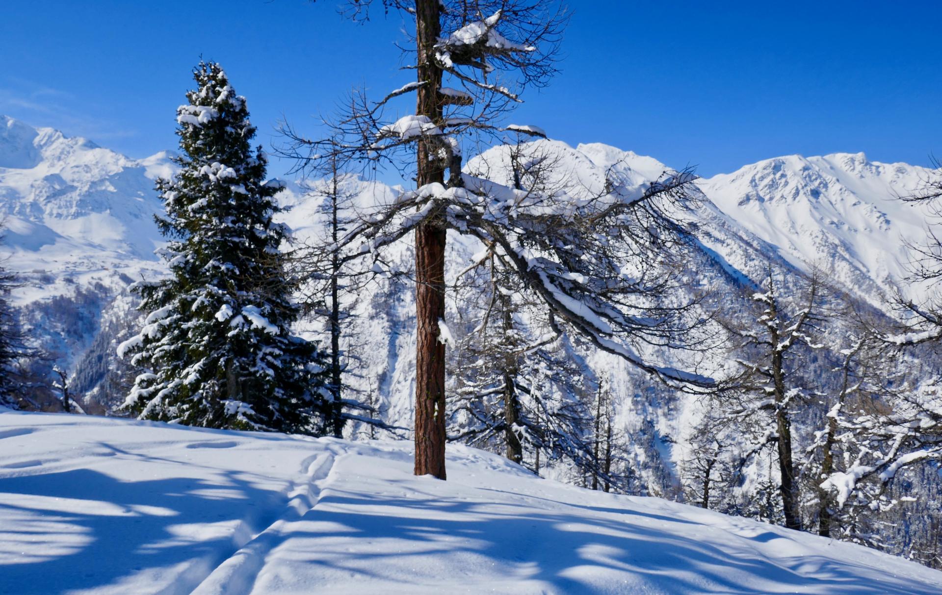 en forêt avec des paysages magnifiques.