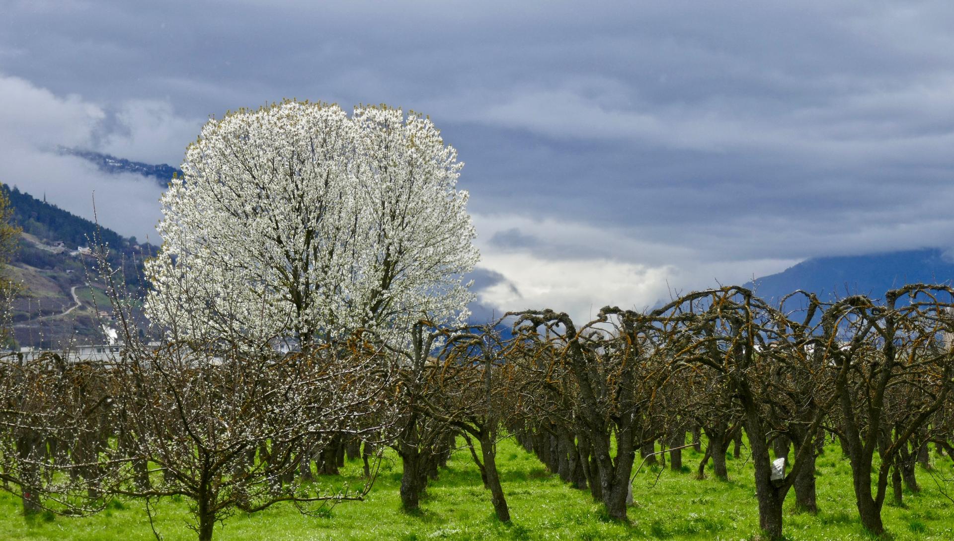 Ici, à Bramois, c'est le printemps.