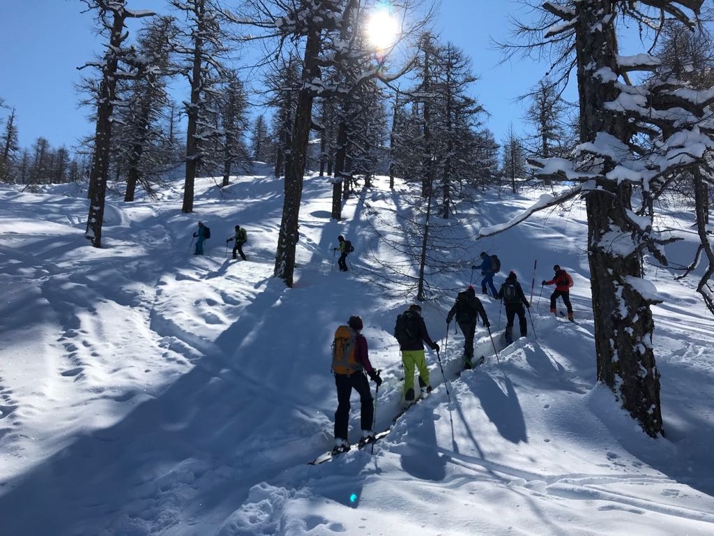 magnifique cette forêt.